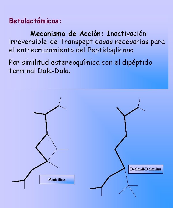 Betalactámicos: Mecanismo de Acción: Inactivación irreversible de Transpeptidasas necesarias para el entrecruzamiento del Peptidoglicano