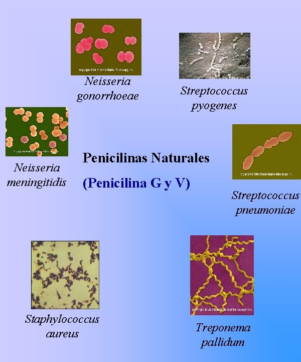 Neisseria gonorrhoeae Neisseria meningitidis Streptococcus pyogenes Penicilinas Naturales (Penicilina G y V) Staphylococcus aureus