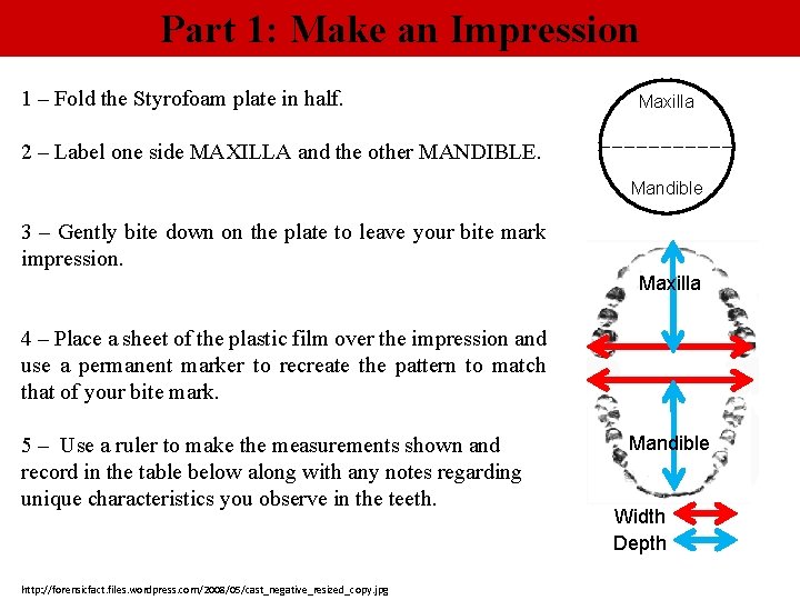 Part 1: Make an Impression 1 – Fold the Styrofoam plate in half. Maxilla