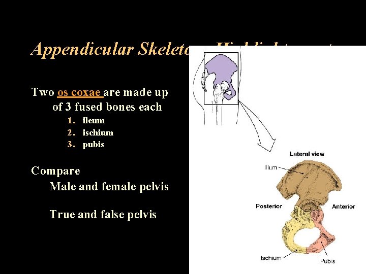 Appendicular Skeleton: Highlights cont. Two os coxae are made up of 3 fused bones