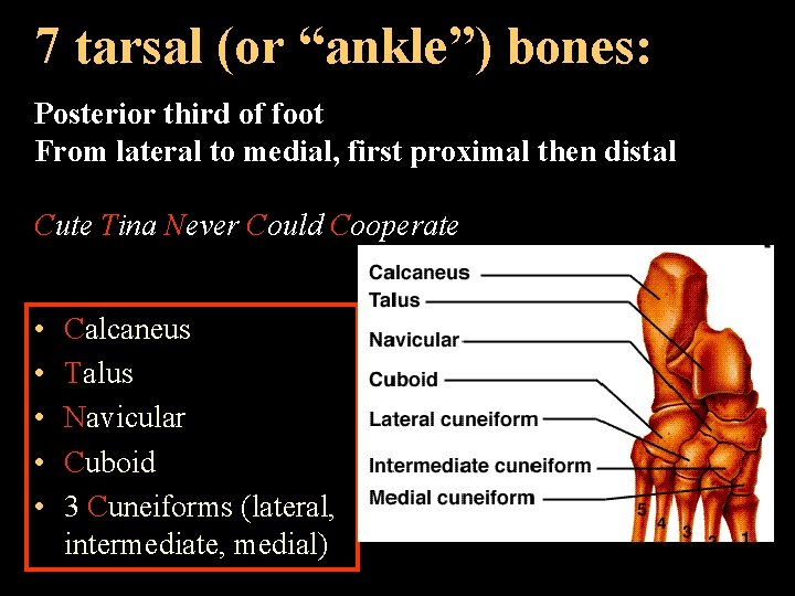 7 tarsal (or “ankle”) bones: Posterior third of foot From lateral to medial, first