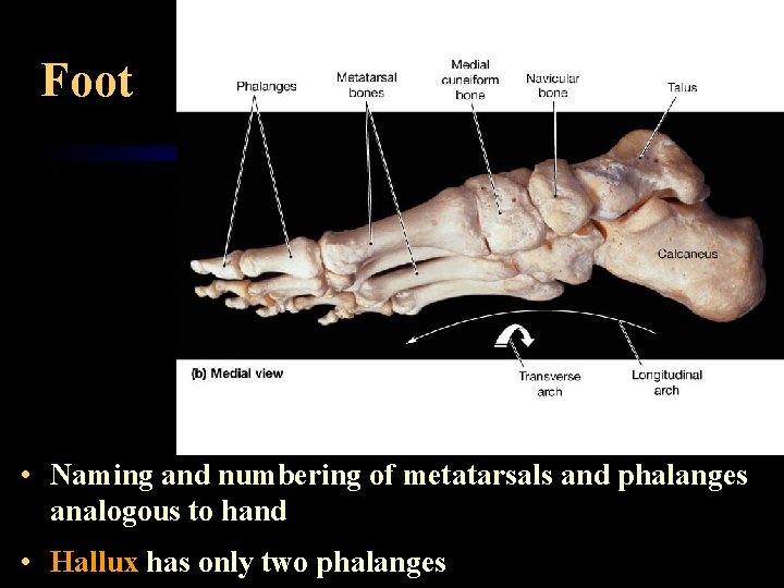 Foot • Naming and numbering of metatarsals and phalanges analogous to hand • Hallux