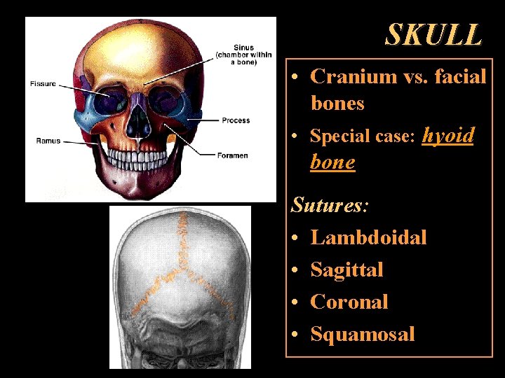 SKULL • Cranium vs. facial bones • Special case: hyoid bone Sutures: • Lambdoidal