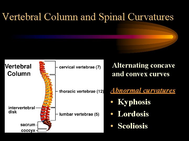 Vertebral Column and Spinal Curvatures Alternating concave and convex curves Abnormal curvatures • Kyphosis