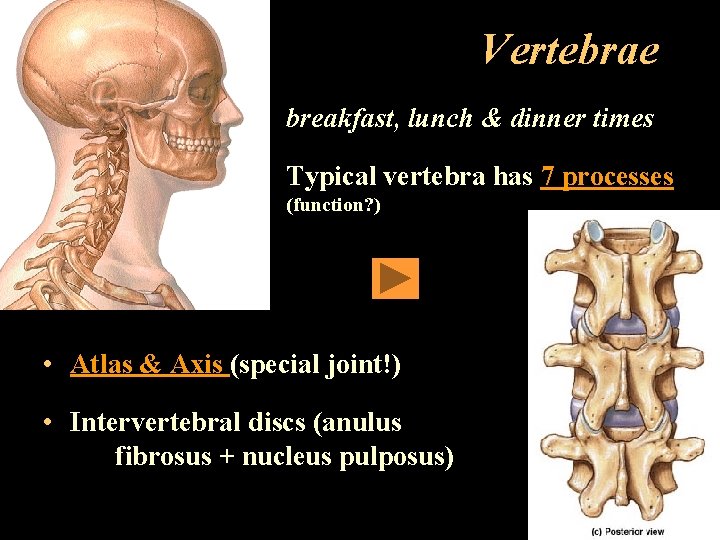 Vertebrae • breakfast, lunch & dinner times • Typical vertebra has 7 processes (function?