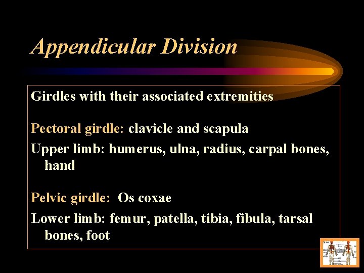 Appendicular Division Girdles with their associated extremities Pectoral girdle: clavicle and scapula Upper limb: