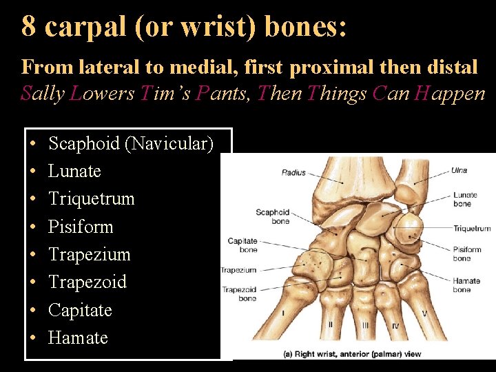 8 carpal (or wrist) bones: From lateral to medial, first proximal then distal Sally