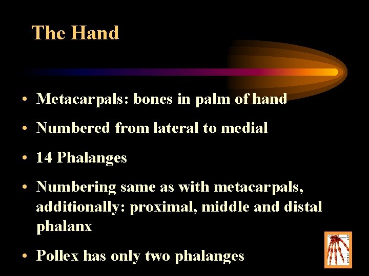 The Hand • Metacarpals: bones in palm of hand • Numbered from lateral to