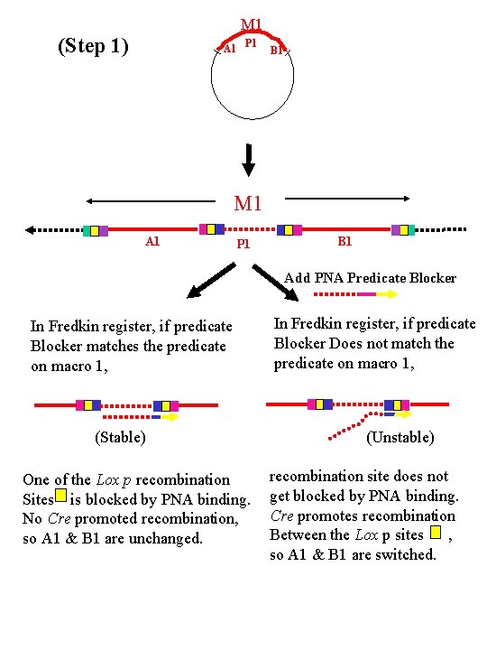 M 1 (Step 1) A 1 P 1 B 1 M 1 A 1