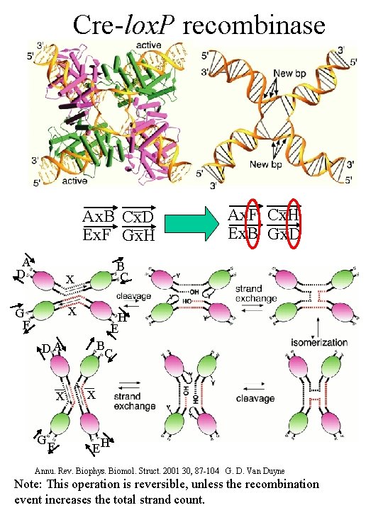 Cre-lox. P recombinase Ax. B Cx. D Ex. F Gx. H A D B