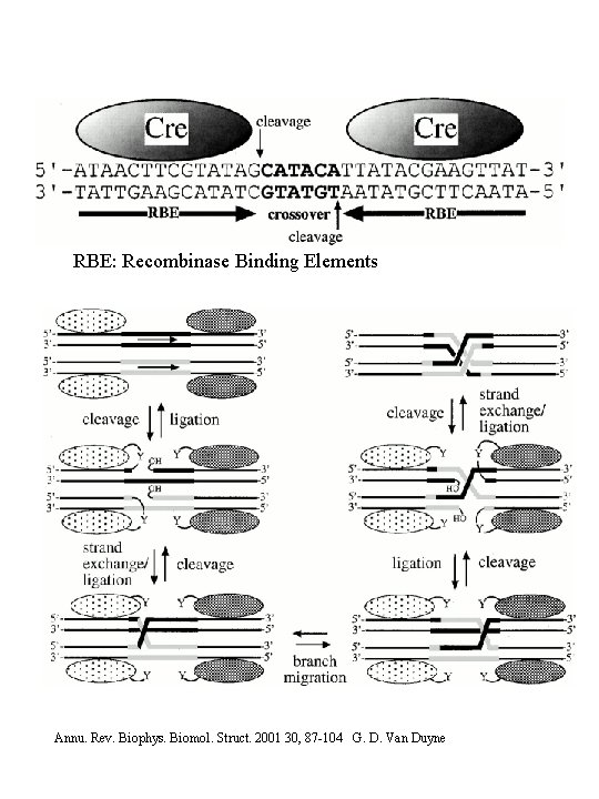 RBE: Recombinase Binding Elements Annu. Rev. Biophys. Biomol. Struct. 2001 30, 87 -104 G.