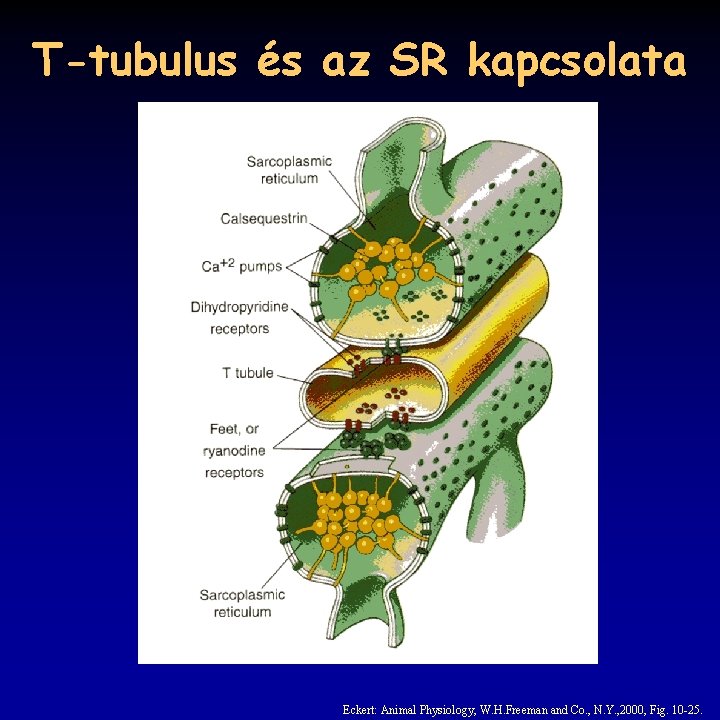 T-tubulus és az SR kapcsolata Eckert: Animal Physiology, W. H. Freeman and Co. ,