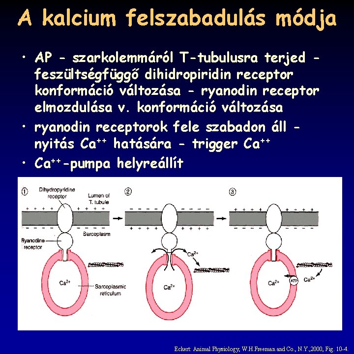 A kalcium felszabadulás módja • AP - szarkolemmáról T-tubulusra terjed feszültségfüggő dihidropiridin receptor konformáció