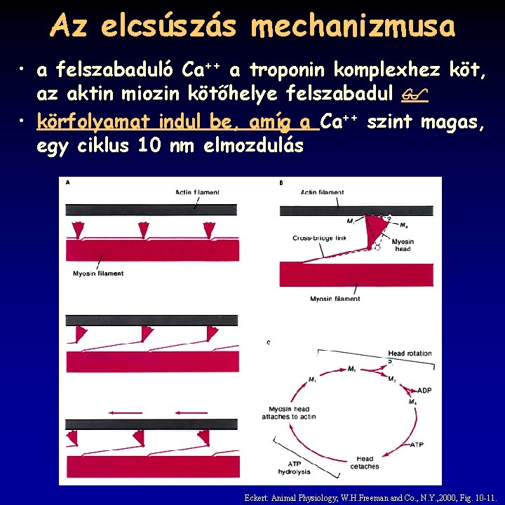 Az elcsúszás mechanizmusa • a felszabaduló Ca++ a troponin komplexhez köt, az aktin miozin