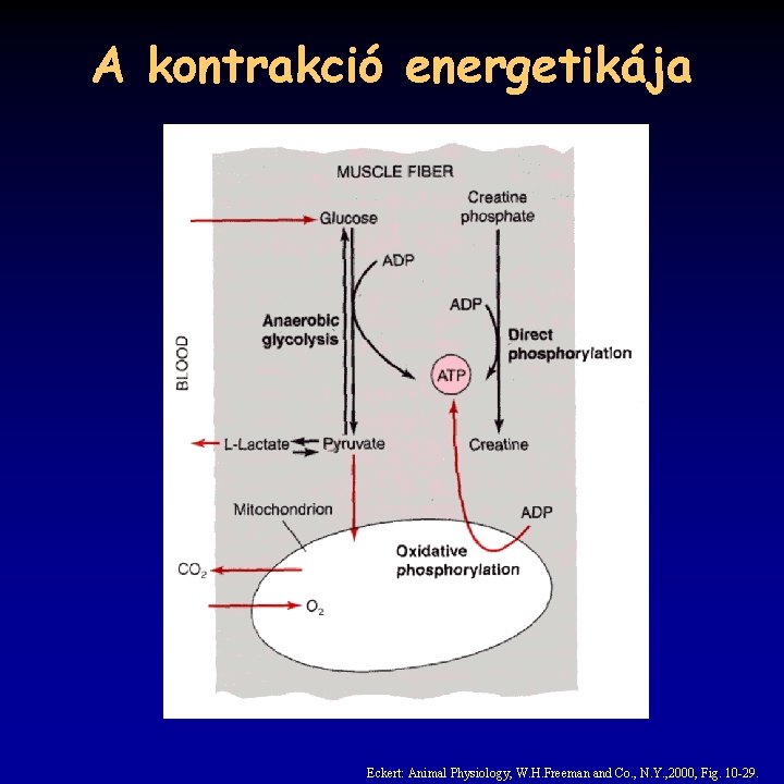 A kontrakció energetikája Eckert: Animal Physiology, W. H. Freeman and Co. , N. Y.