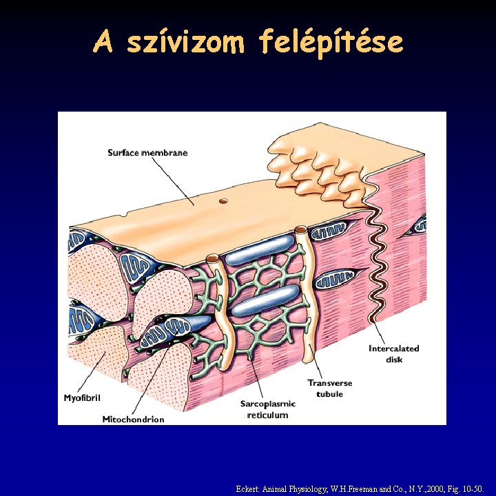 A szívizom felépítése Eckert: Animal Physiology, W. H. Freeman and Co. , N. Y.