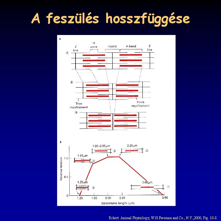 A feszülés hosszfüggése Eckert: Animal Physiology, W. H. Freeman and Co. , N. Y.