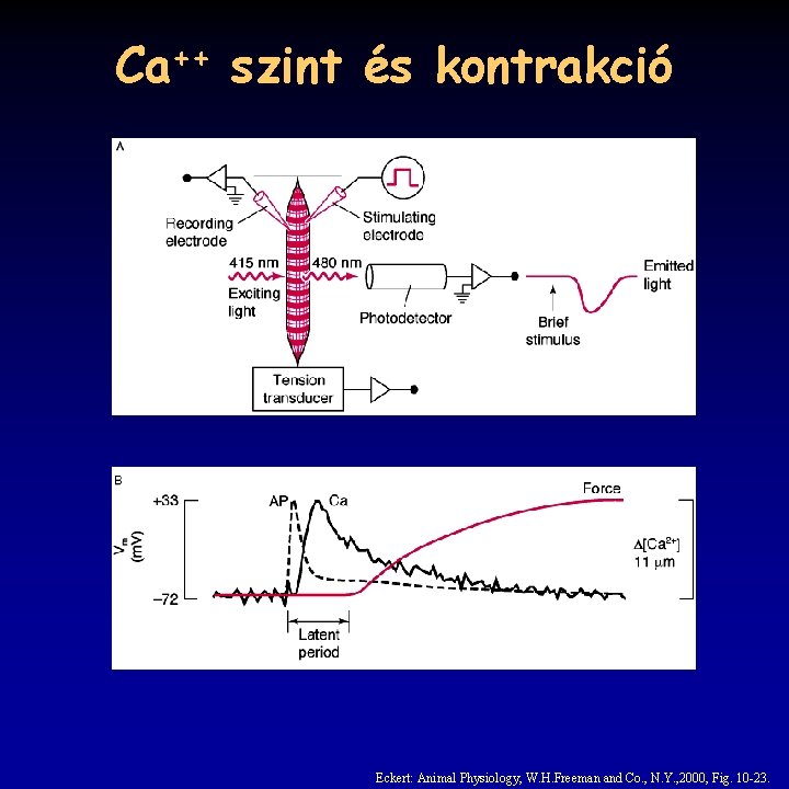 Ca++ szint és kontrakció Eckert: Animal Physiology, W. H. Freeman and Co. , N.