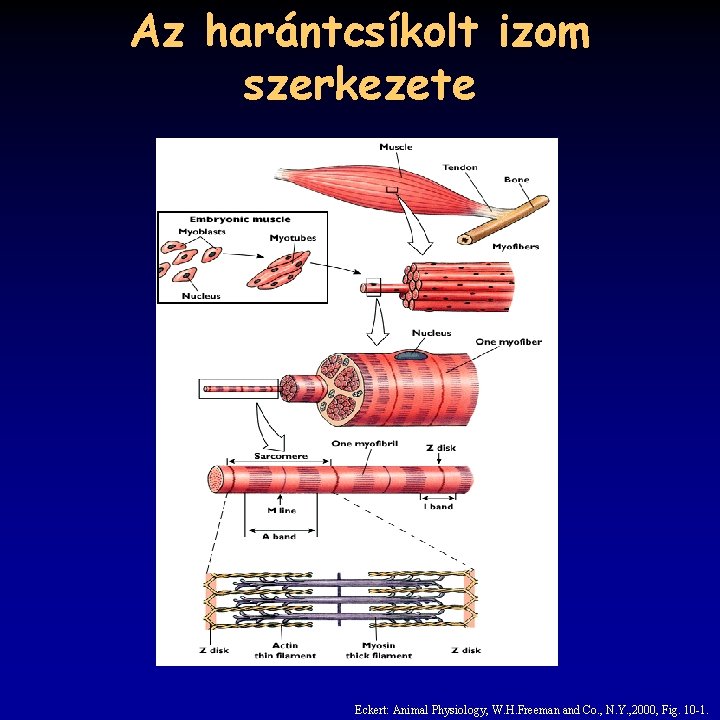 Az harántcsíkolt izom szerkezete Eckert: Animal Physiology, W. H. Freeman and Co. , N.