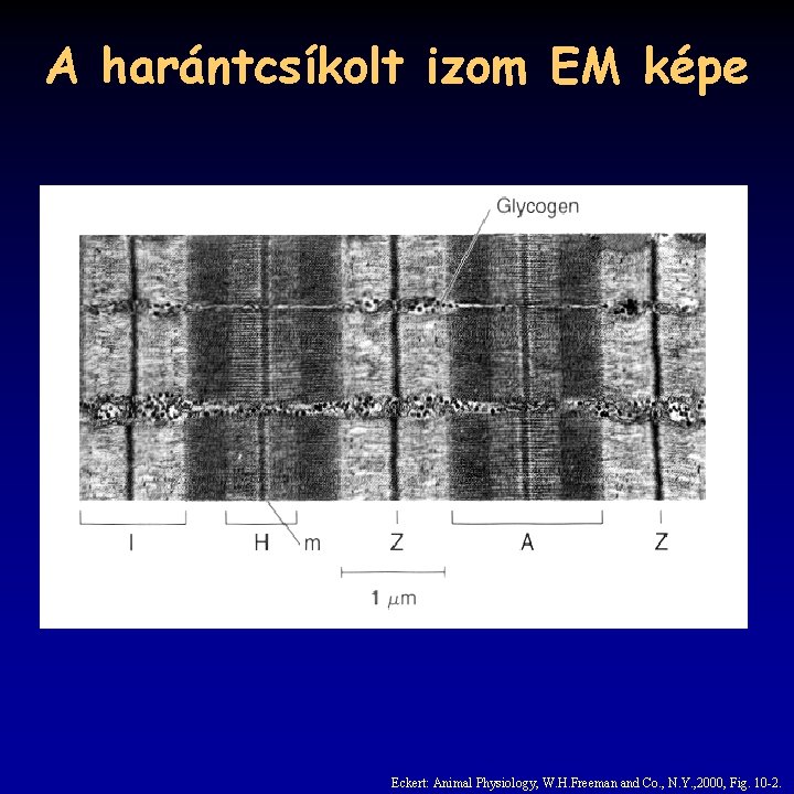 A harántcsíkolt izom EM képe Eckert: Animal Physiology, W. H. Freeman and Co. ,