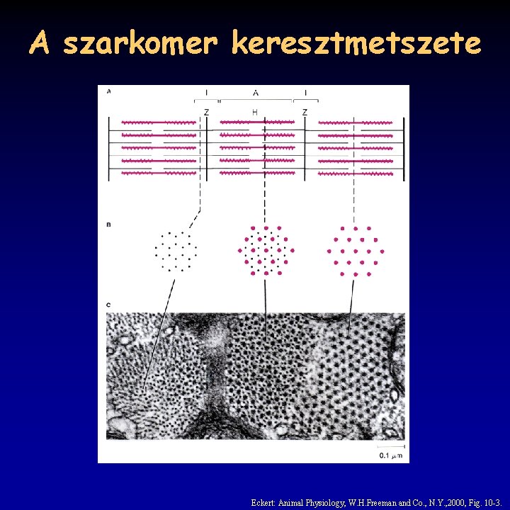 A szarkomer keresztmetszete Eckert: Animal Physiology, W. H. Freeman and Co. , N. Y.