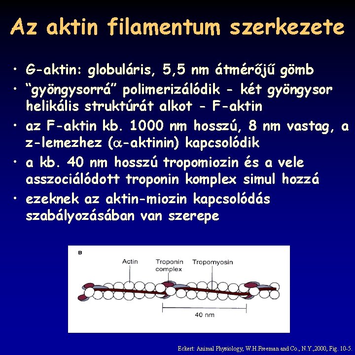 Az aktin filamentum szerkezete • G-aktin: globuláris, 5, 5 nm átmérőjű gömb • “gyöngysorrá”