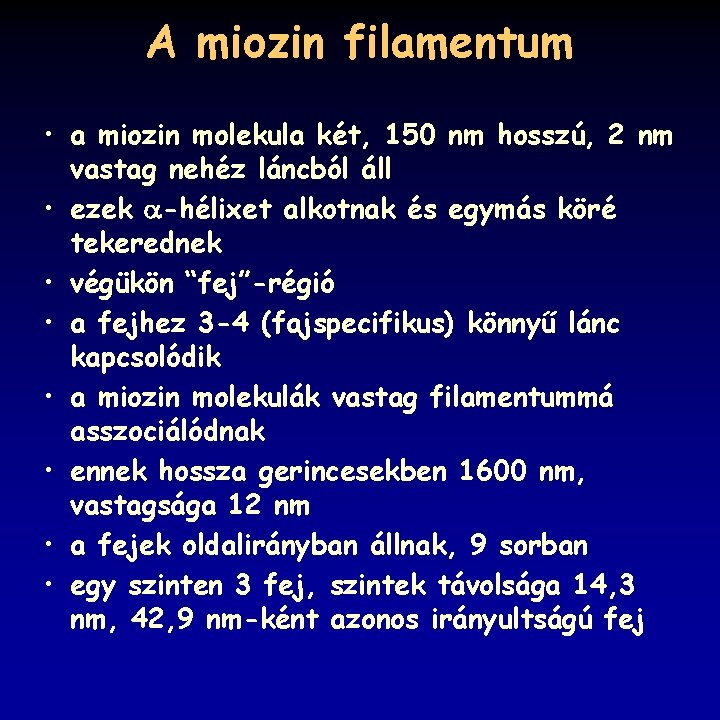 A miozin filamentum • a miozin molekula két, 150 nm hosszú, 2 nm vastag