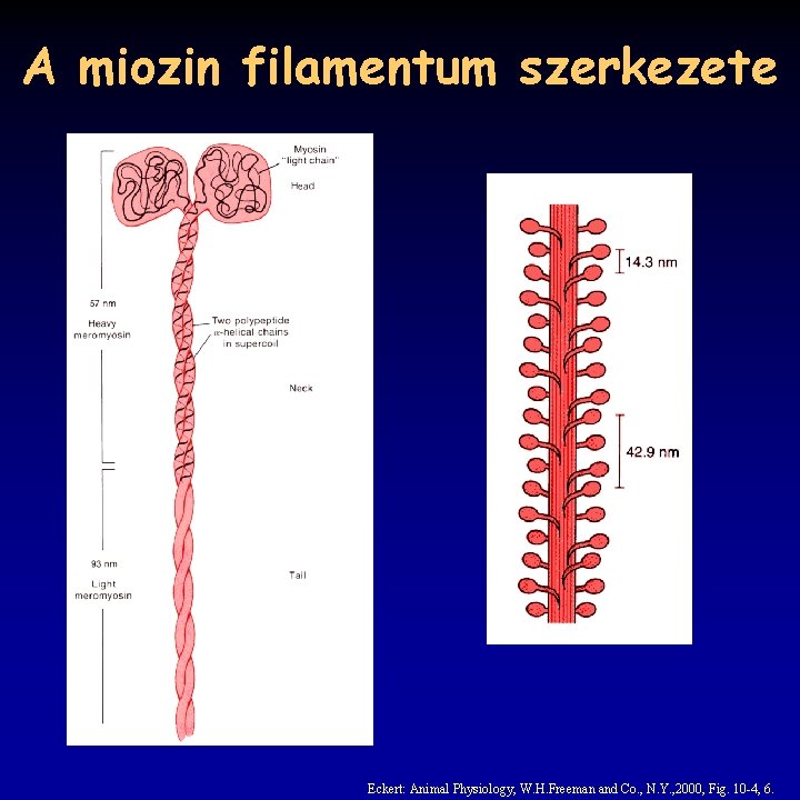 A miozin filamentum szerkezete Eckert: Animal Physiology, W. H. Freeman and Co. , N.