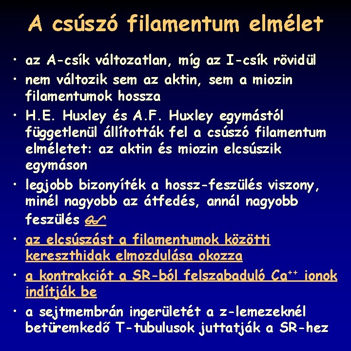 A csúszó filamentum elmélet • az A-csík változatlan, míg az I-csík rövidül • nem