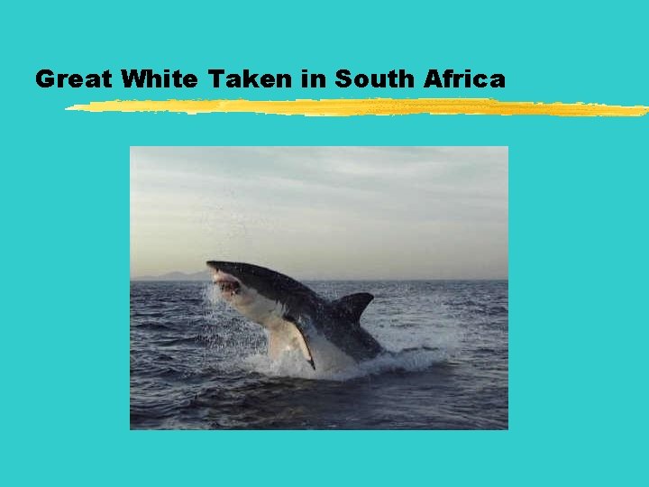 Great White Taken in South Africa 