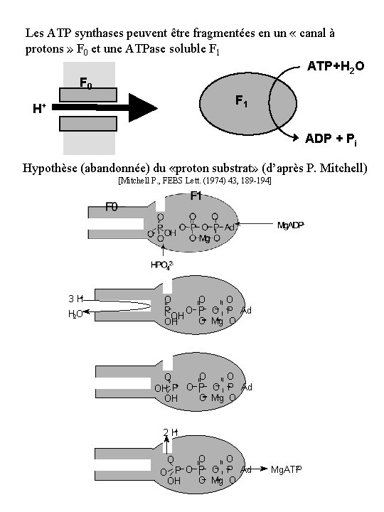 Les ATP synthases peuvent être fragmentées en un « canal à protons » F