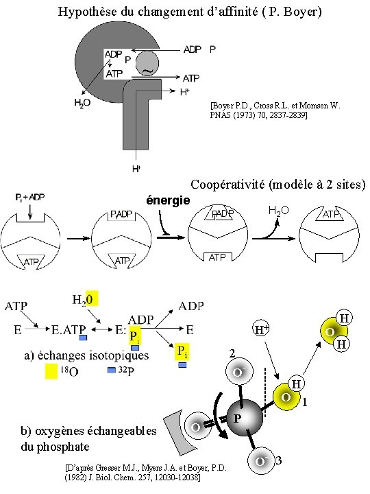 Hypothèse du changement d’affinité ( P. Boyer) [Boyer P. D. , Cross R. L.