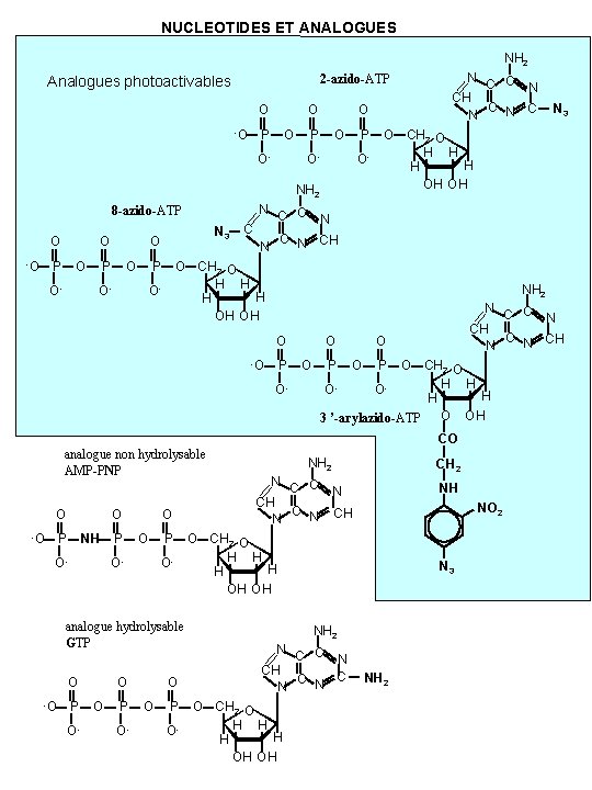 NUCLEOTIDES ET ANALOGUES NH 2 2 -azido-ATP Analogues photoactivables O -O O P O-