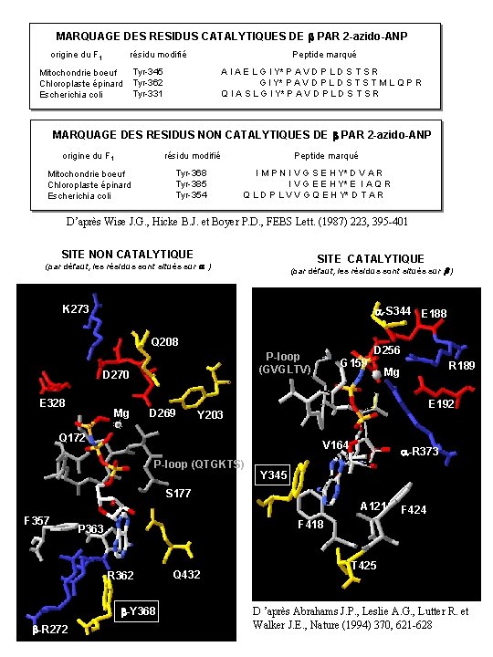 MARQUAGE DES RESIDUS CATALYTIQUES DE b PAR 2 -azido-ANP origine du F 1 résidu