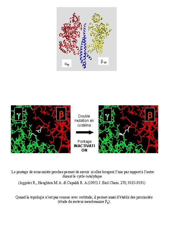  TP E g b Double mutation en cystéine g b Pontage INACTIVATI ON