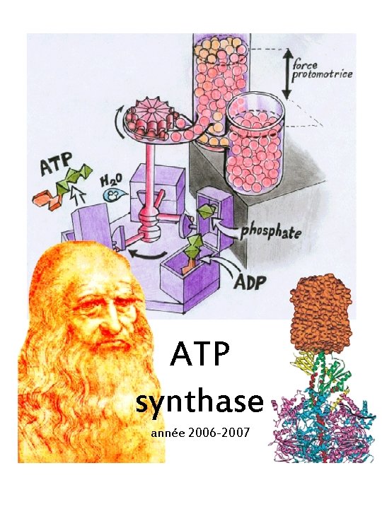 ATP synthase année 2006 -2007 