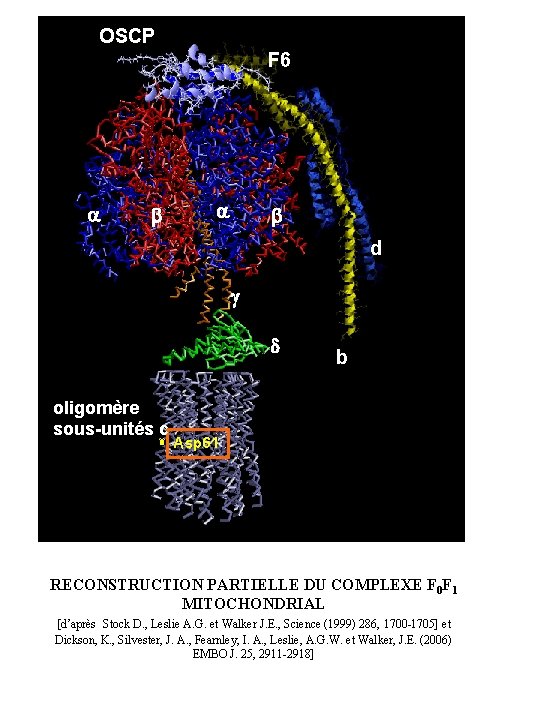 OSCP F 6 a b d g d oligomère sous-unités c b Asp 61