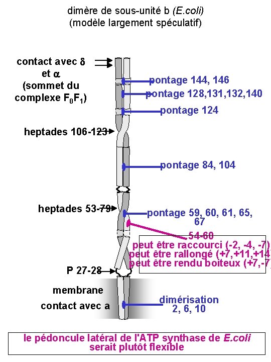 dimère de sous-unité b (E. coli) (modèle largement spéculatif) contact avec d et a