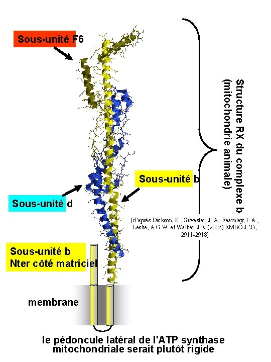 Sous-unité F 6 Sous-unité d Structure RX du complexe b-d-F 6 (mitochondrie animale) Sous-unité