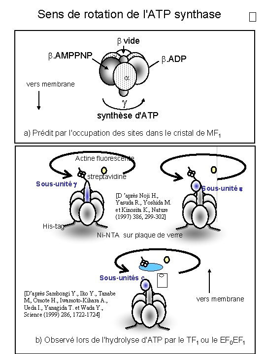 Sens de rotation de l'ATP synthase vide . AMPPNP . ADP vers membrane synthèse