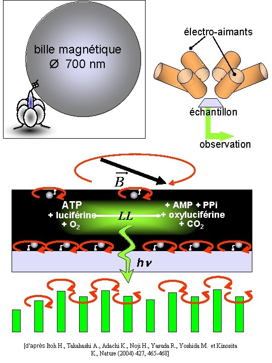 électro-aimants bille magnétique Ø 700 nm échantillon observation B ATP + luciférine + O