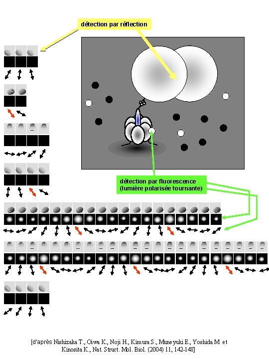 détection par réflection détection par fluorescence (lumière polarisée tournante) [d’après Nishizaka T. , Oiwa