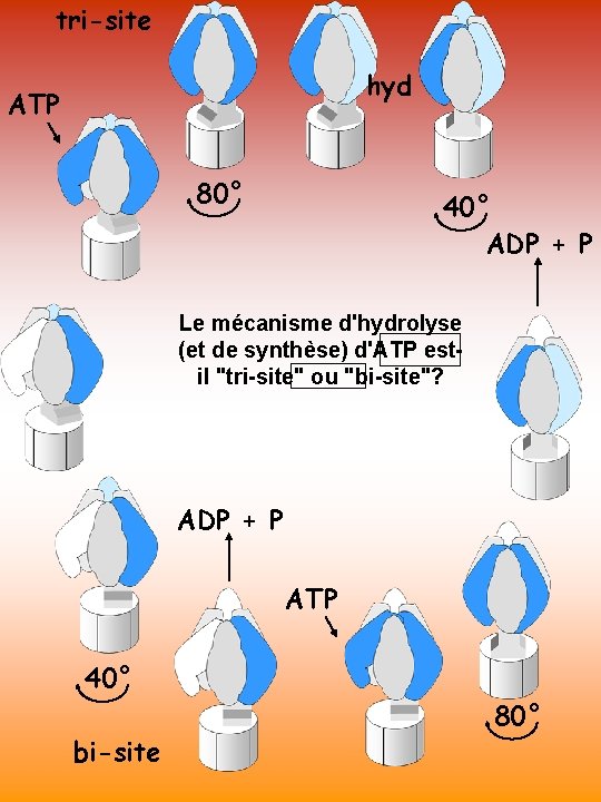 tri-site hyd ATP 80° 40° ADP + P Le mécanisme d'hydrolyse (et de synthèse)