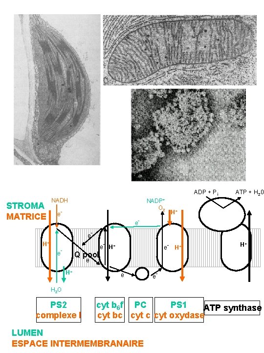 ADP + Pi STROMA MATRICE NADH NADP+ O 2 e- ATP + H 20