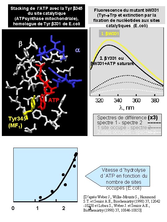 Stacking de l’ATP avec la Tyr b 345 du site catalytique (ATPsynthase mitochondriale), homologue