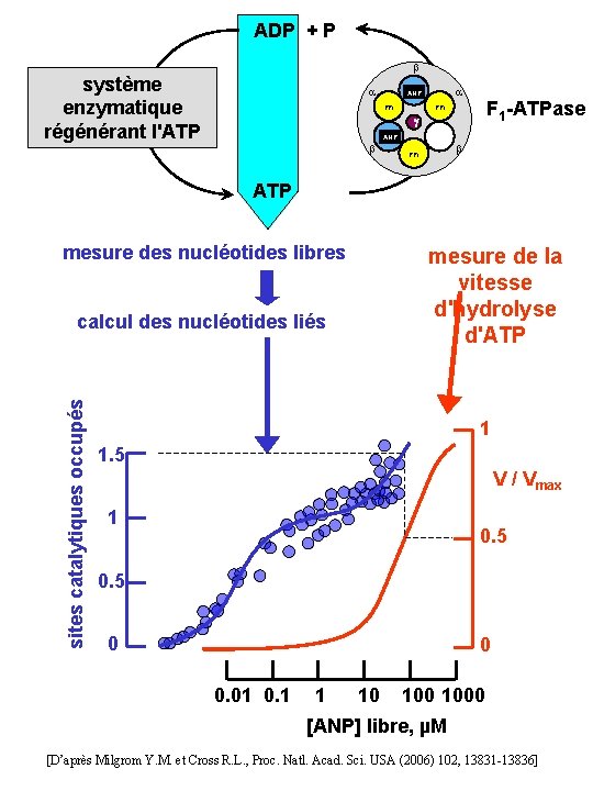 ADP + P système enzymatique régénérant l'ATP ANP PPi F 1 -ATPase PPi g