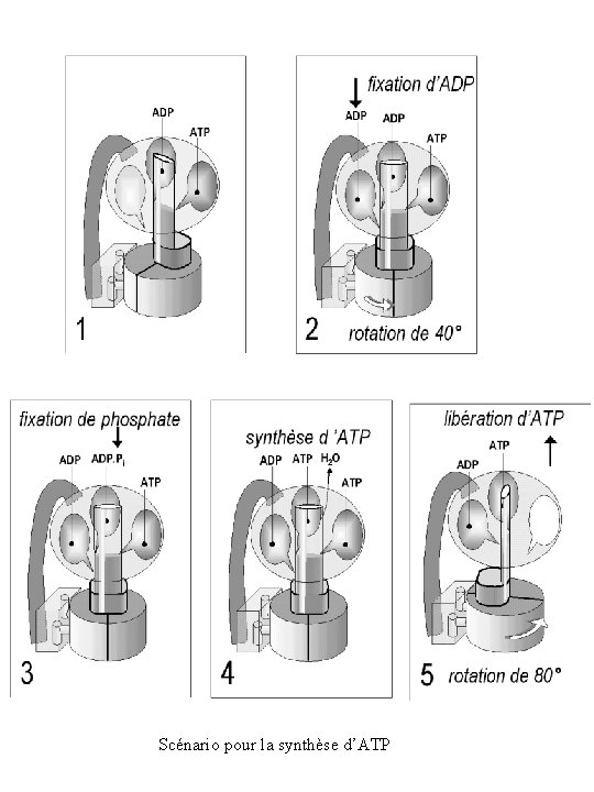 Scénario pour la synthèse d’ATP 