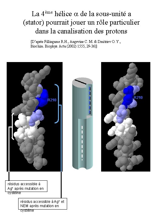 La 4ème hélice de la sous-unité a (stator) pourrait jouer un rôle particulier dans