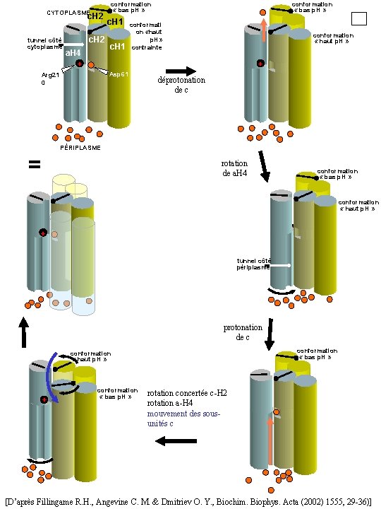 CYTOPLASME c. H 2 tunnel côté cytoplasme c. H 2 a. H 4 +