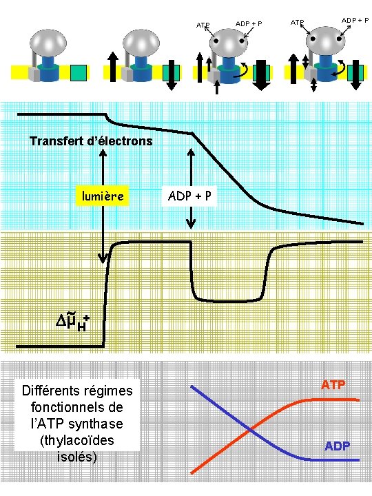 ATP ADP + P Transfert d’électrons lumière ADP + P + Dµ H Différents